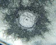 soil bacteria soil bacteria